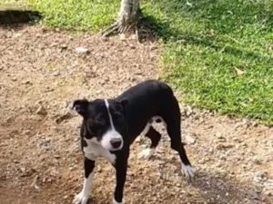 Cachorro raça Pit-Bull idade 1 ano nome bul