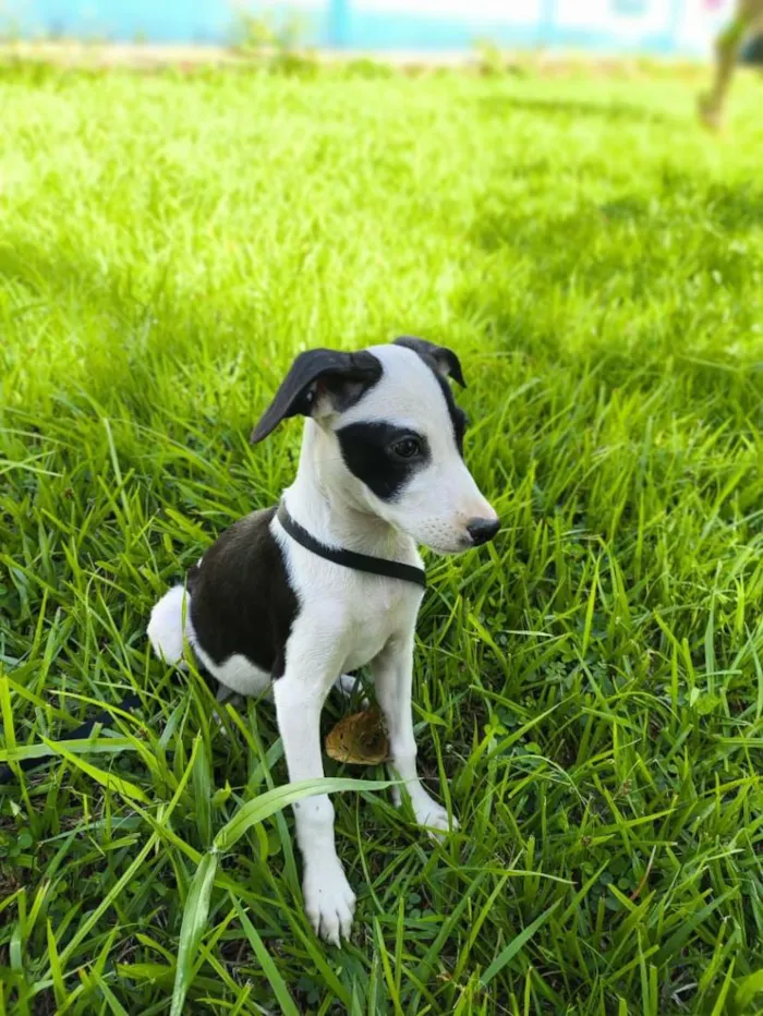 Cachorro raça SRD-ViraLata idade 2 a 6 meses nome Bandit