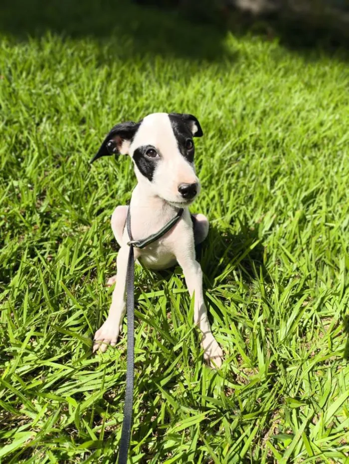 Cachorro raça SRD-ViraLata idade 2 a 6 meses nome Bandit