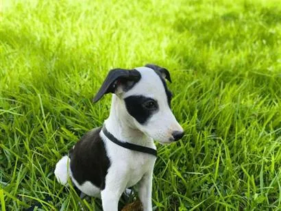 Cachorro raça SRD-ViraLata idade 2 a 6 meses nome Bandit