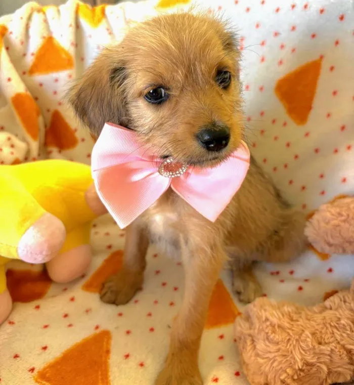 Cachorro raça SRD-ViraLata idade 2 a 6 meses nome Petit