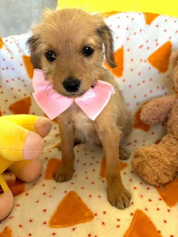 Cachorro raça SRD-ViraLata idade 2 a 6 meses nome Petit