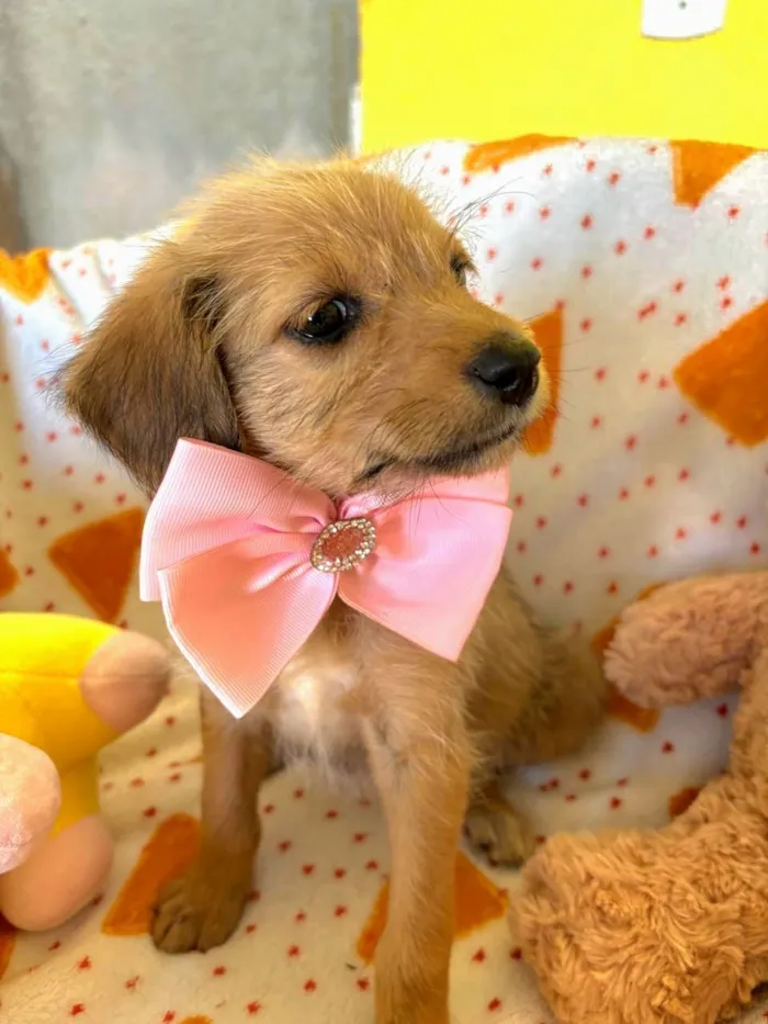 Cachorro raça SRD-ViraLata idade 2 a 6 meses nome Petit