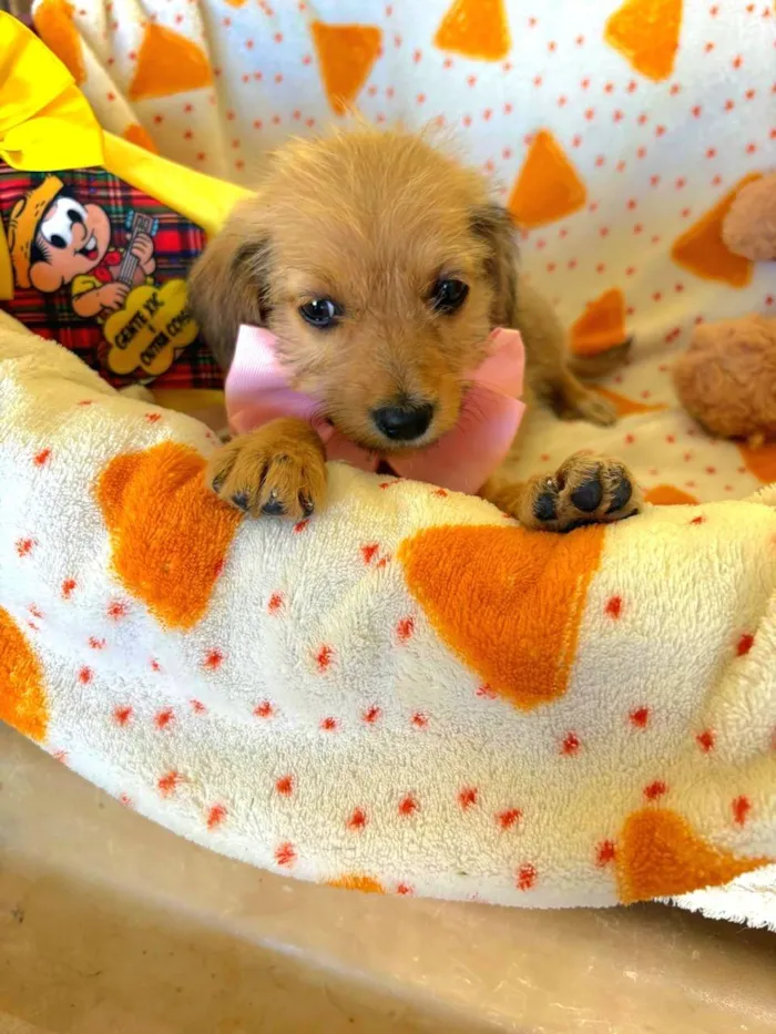 Cachorro raça SRD-ViraLata idade 2 a 6 meses nome Petit