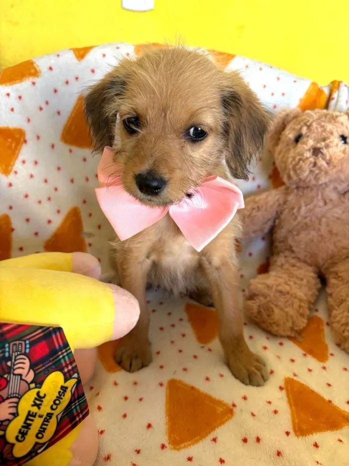 Cachorro raça SRD-ViraLata idade 2 a 6 meses nome Petit