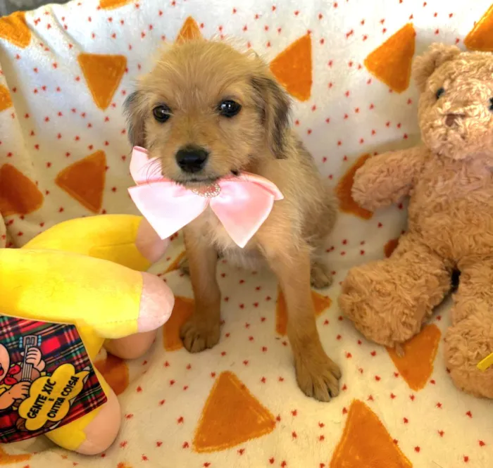 Cachorro raça SRD-ViraLata idade 2 a 6 meses nome Petit