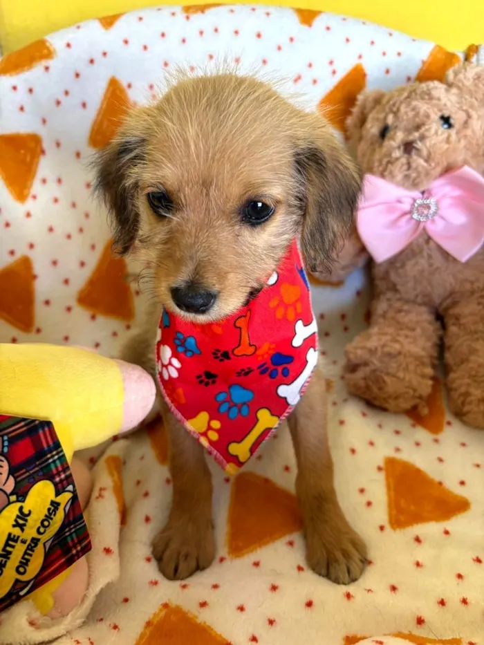 Cachorro raça SRD-ViraLata idade 2 a 6 meses nome Petit