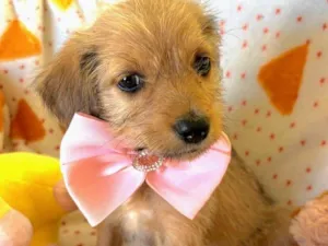 Cachorro raça SRD-ViraLata idade 2 a 6 meses nome Petit