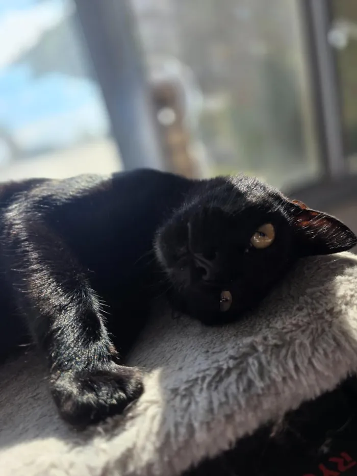 Gato raça SRD-ViraLata idade 1 ano nome Salem