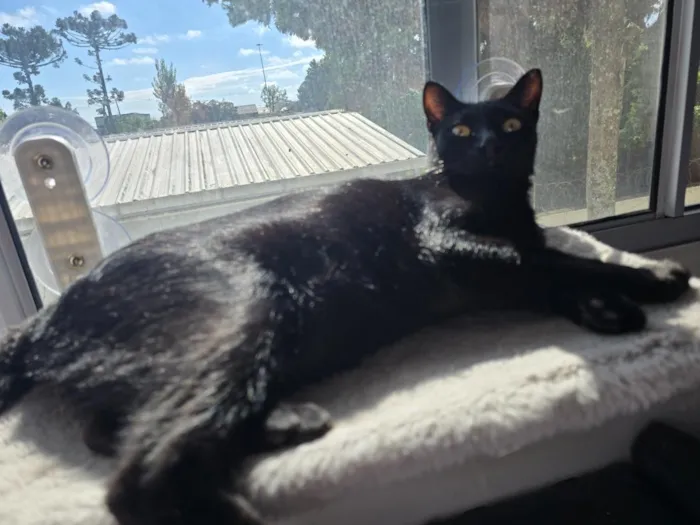 Gato raça SRD-ViraLata idade 1 ano nome Salem