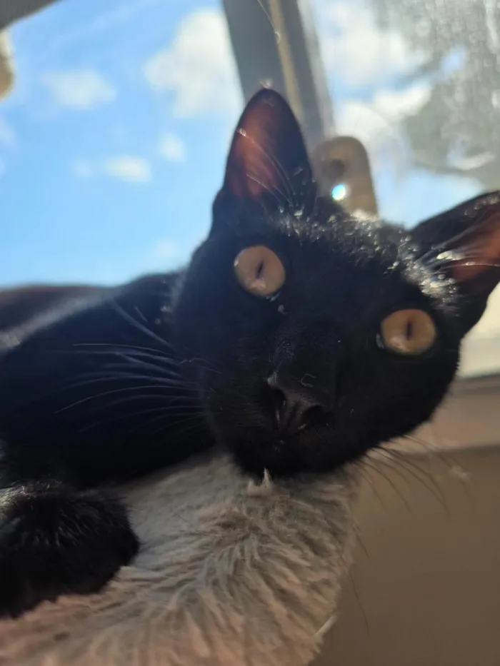 Gato raça SRD-ViraLata idade 1 ano nome Salem