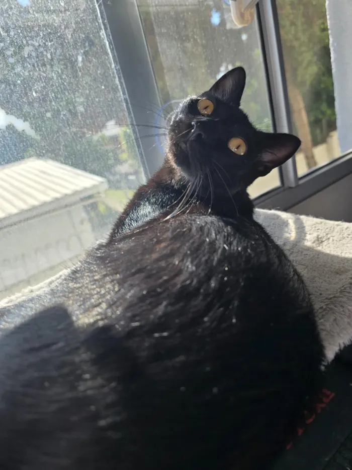 Gato raça SRD-ViraLata idade 1 ano nome Salem