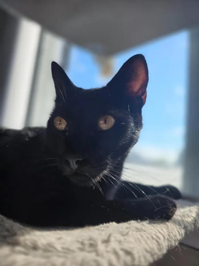 Gato raça SRD-ViraLata idade 1 ano nome Salem