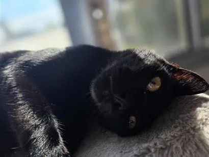 Gato raça SRD-ViraLata idade 1 ano nome Salem