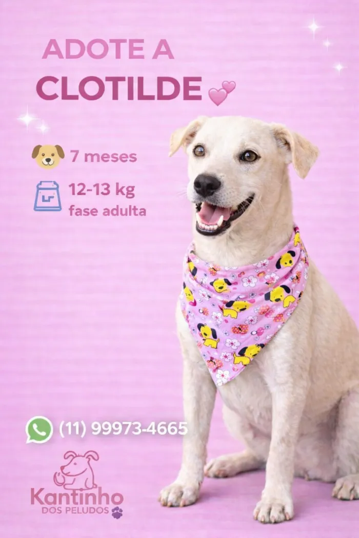 Cachorro raça SRD-ViraLata idade 7 a 11 meses nome Clotilde