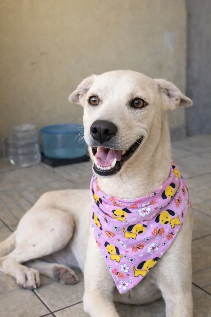 Cachorro raça SRD-ViraLata idade 7 a 11 meses nome Clotilde