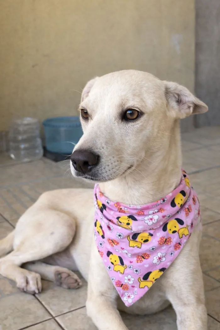 Cachorro raça SRD-ViraLata idade 7 a 11 meses nome Clotilde