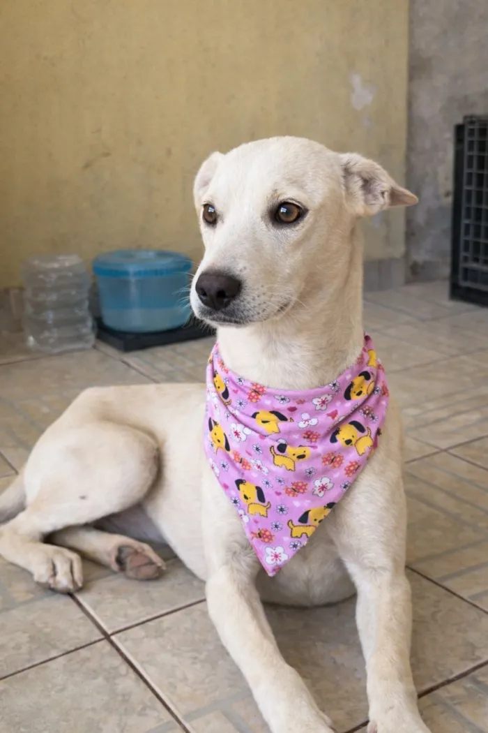 Cachorro raça SRD-ViraLata idade 7 a 11 meses nome Clotilde