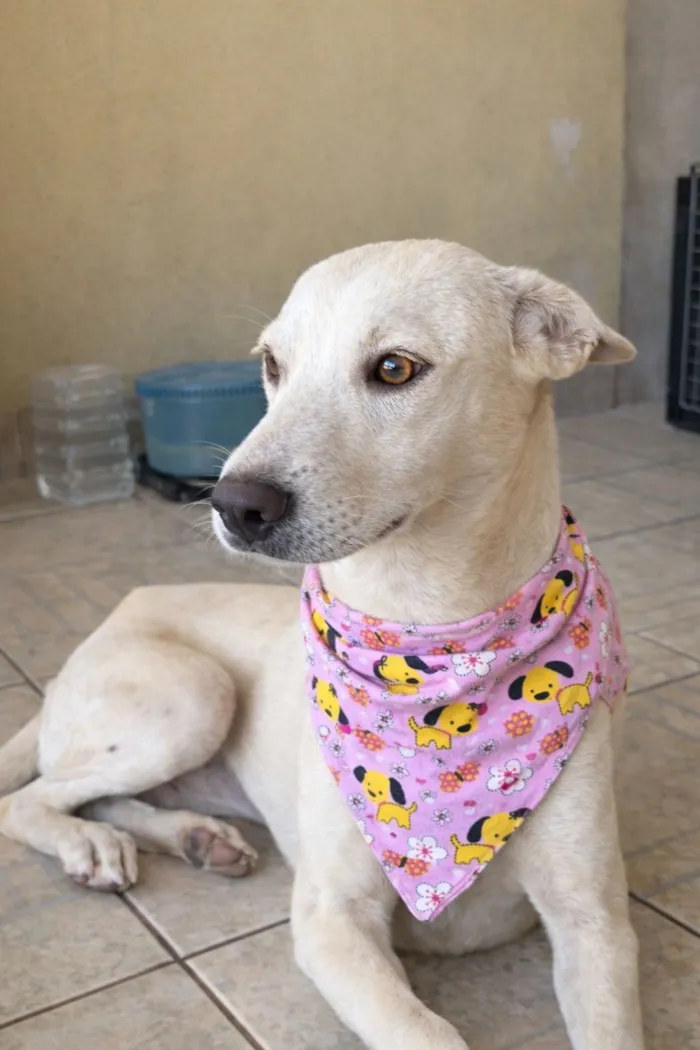 Cachorro raça SRD-ViraLata idade 7 a 11 meses nome Clotilde