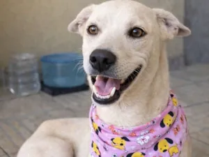 Cachorro raça SRD-ViraLata idade 7 a 11 meses nome Clotilde