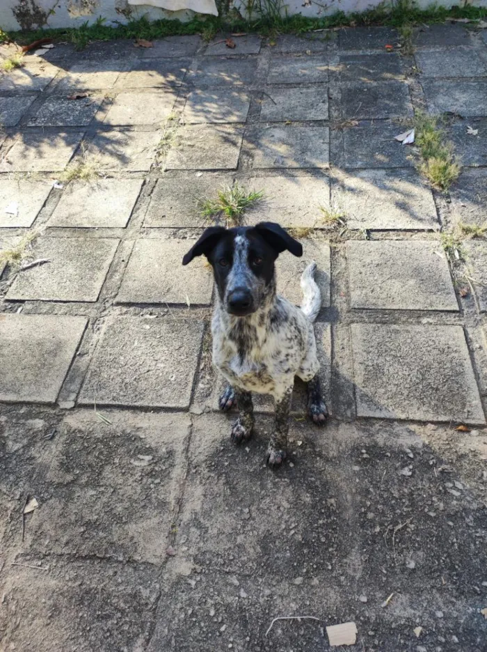 Cachorro raça SRD-ViraLata idade 2 a 6 meses nome Guida