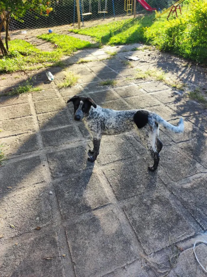 Cachorro raça SRD-ViraLata idade 2 a 6 meses nome Guida