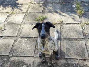 Cachorro raça SRD-ViraLata idade 2 a 6 meses nome Guida