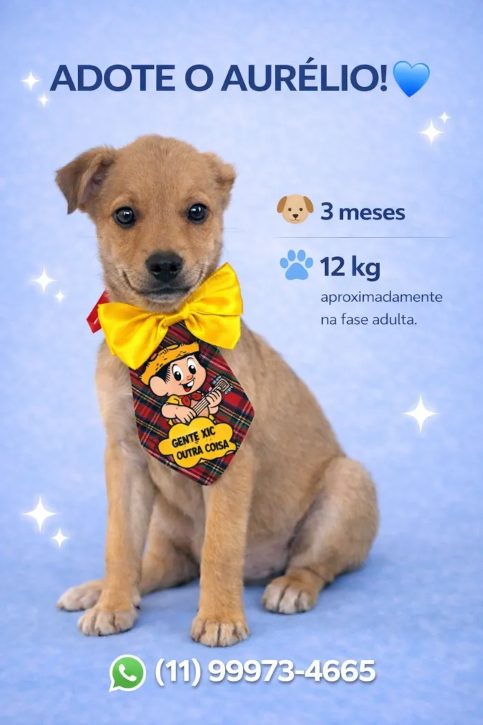 Cachorro raça SRD-ViraLata idade 2 a 6 meses nome Aurélio