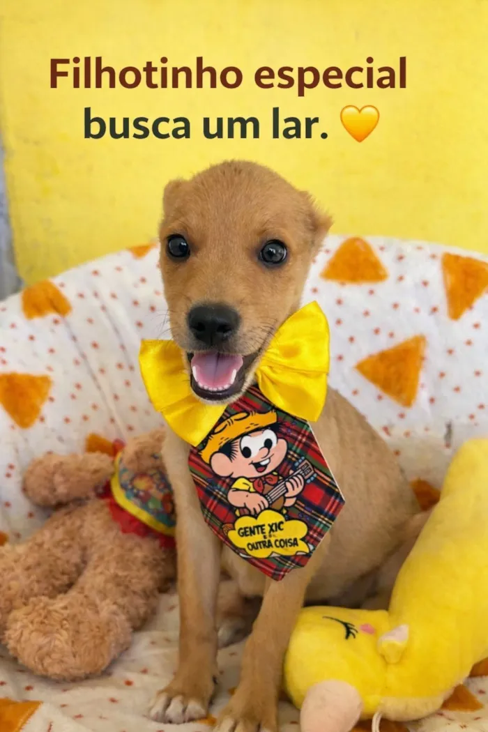 Cachorro raça SRD-ViraLata idade 2 a 6 meses nome Aurélio