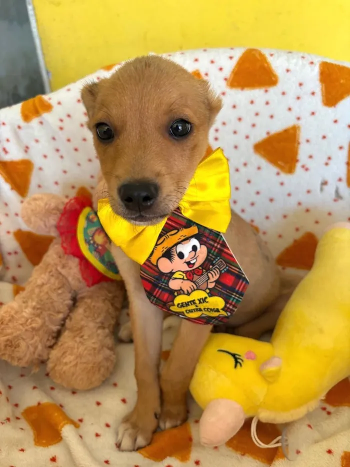 Cachorro raça SRD-ViraLata idade 2 a 6 meses nome Aurélio