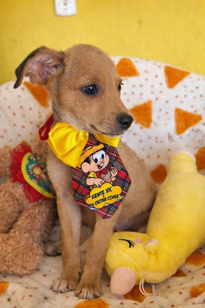 Cachorro raça SRD-ViraLata idade 2 a 6 meses nome Aurélio