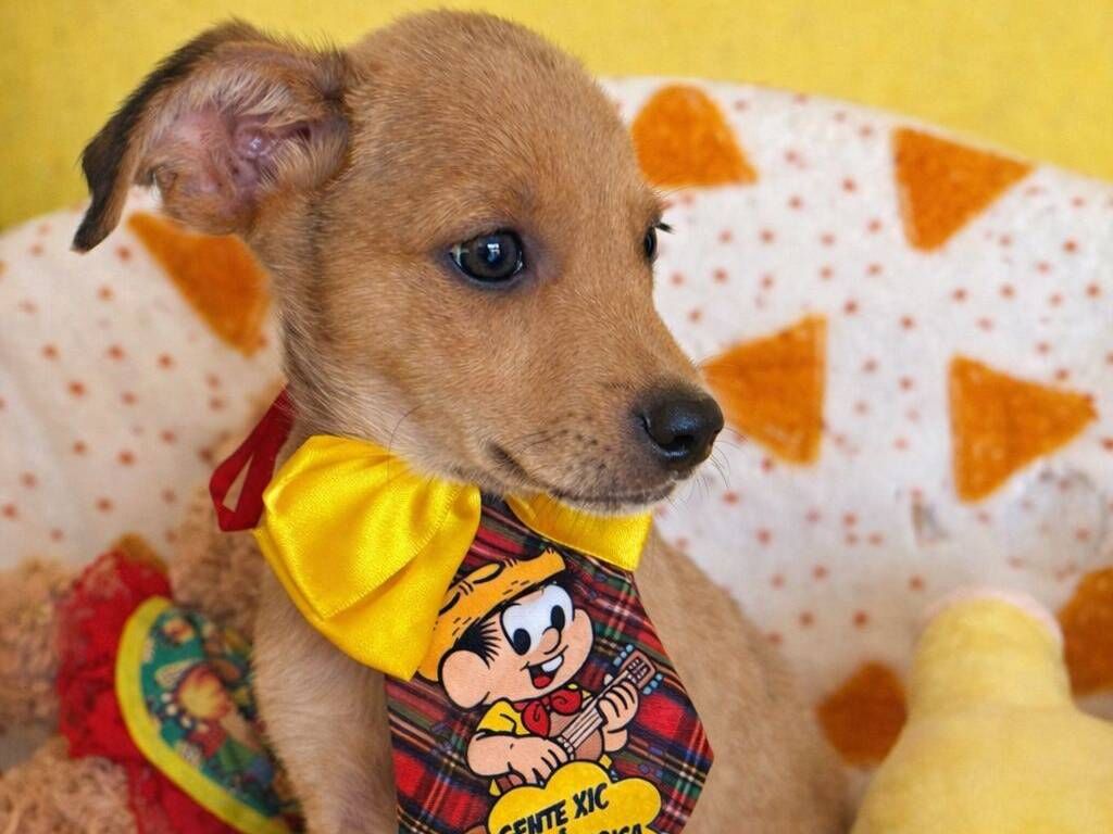 Aurélio - São Paulo