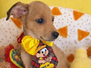 Cachorro raça SRD-ViraLata idade 2 a 6 meses nome Aurélio