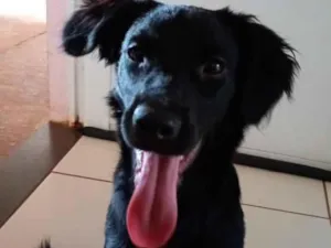 Cachorro raça SRD-ViraLata idade 7 a 11 meses nome Dalberto