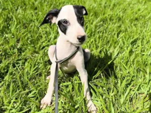 Cachorro raça SRD-ViraLata idade 2 a 6 meses nome Bandit