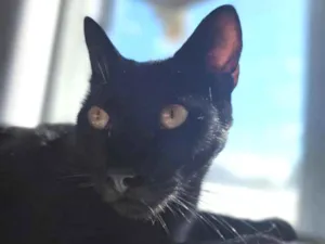 Gato raça SRD-ViraLata idade 1 ano nome Salem