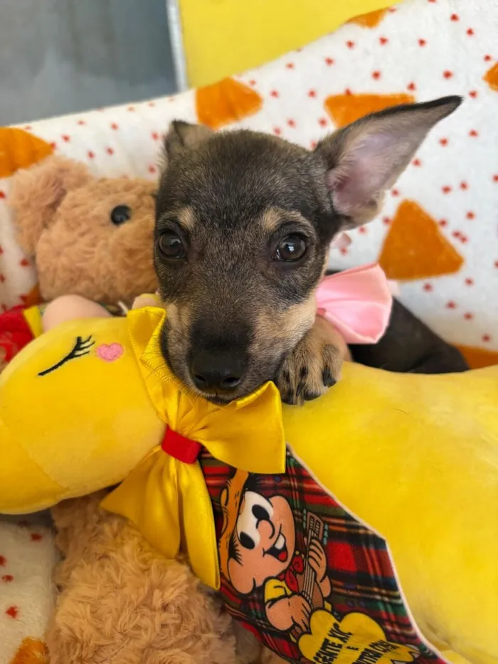 Cachorro raça SRD-ViraLata idade 2 a 6 meses nome Aurora