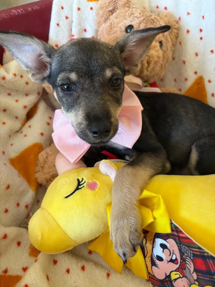 Cachorro raça SRD-ViraLata idade 2 a 6 meses nome Aurora