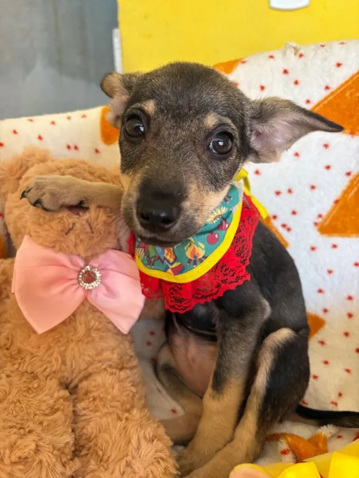 Cachorro raça SRD-ViraLata idade 2 a 6 meses nome Aurora