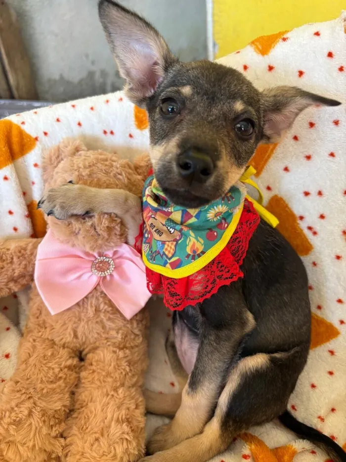 Cachorro raça SRD-ViraLata idade 2 a 6 meses nome Aurora