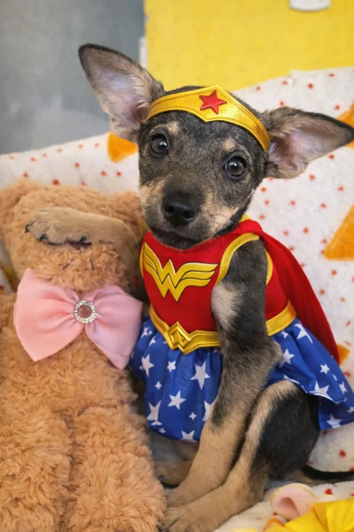 Cachorro raça SRD-ViraLata idade 2 a 6 meses nome Aurora