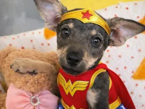 Cachorro raça SRD-ViraLata idade 2 a 6 meses nome Aurora