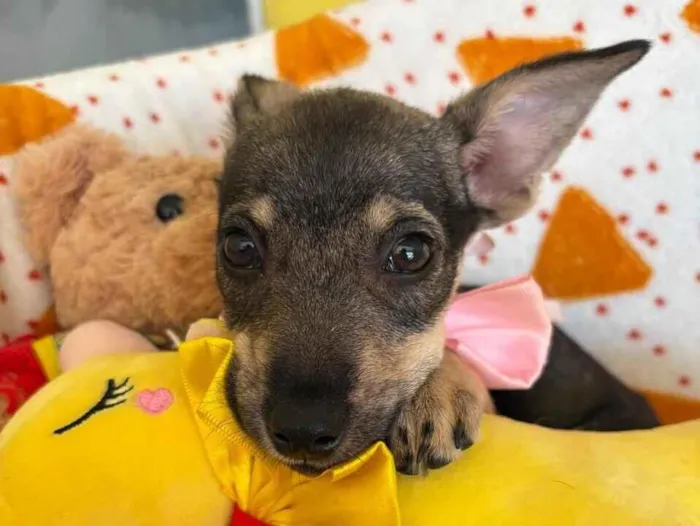 Cachorro raça SRD-ViraLata idade 2 a 6 meses nome Aurora