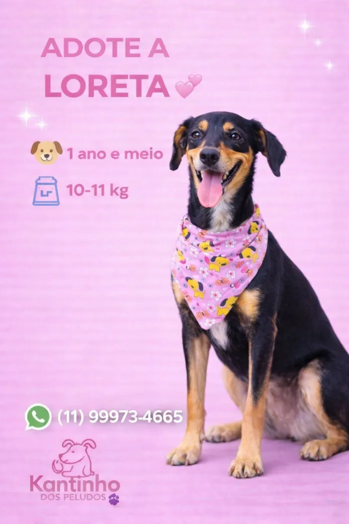 Cachorro raça SRD-ViraLata idade 1 ano nome Loreta