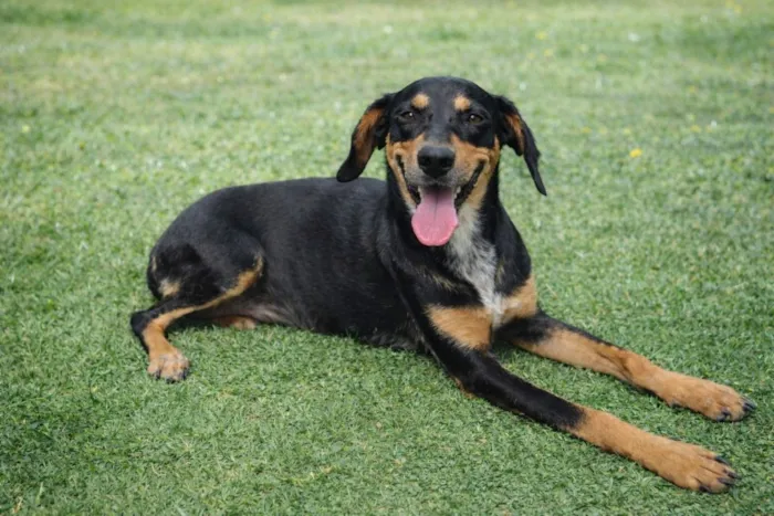 Cachorro raça SRD-ViraLata idade 1 ano nome Loreta