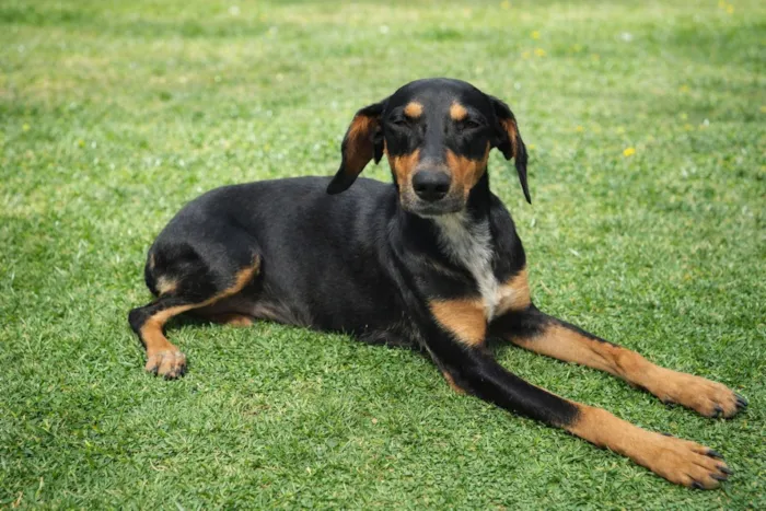 Cachorro raça SRD-ViraLata idade 1 ano nome Loreta
