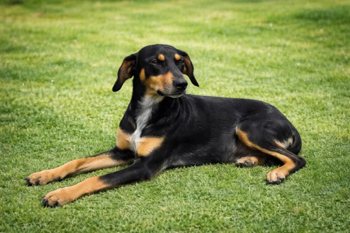 Cachorro raça SRD-ViraLata idade 1 ano nome Loreta