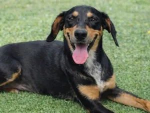 Cachorro raça SRD-ViraLata idade 1 ano nome Loreta