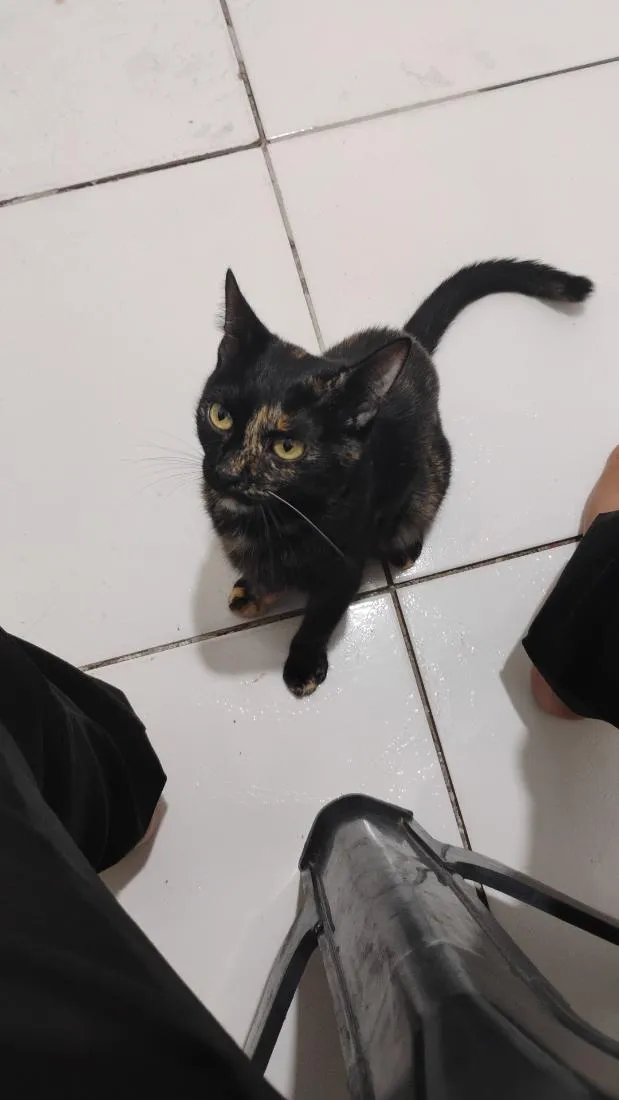 Gato raça SRD-ViraLata idade 2 a 6 meses nome Tituba