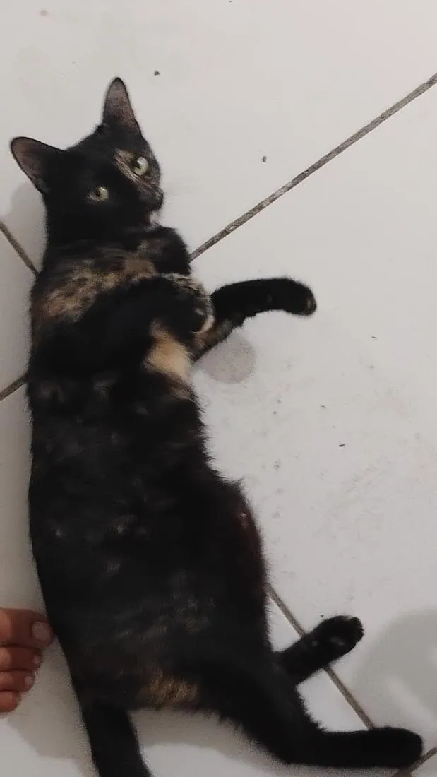 Gato raça SRD-ViraLata idade 2 a 6 meses nome Tituba